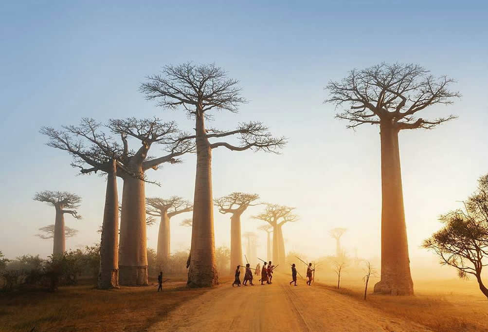 Baobabs walk